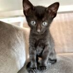 whatsapp image 2025 09 09 at 15.48.07