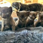 The messengers whatsapp image 2025 12 26 at 11.25.59